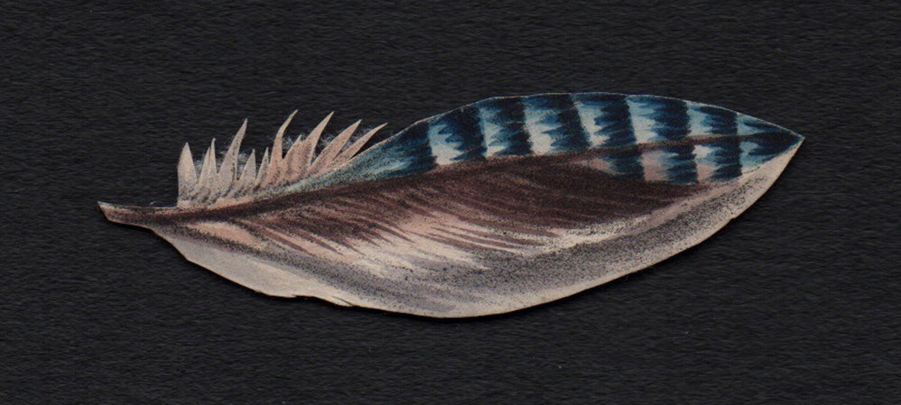 Jay's Feather