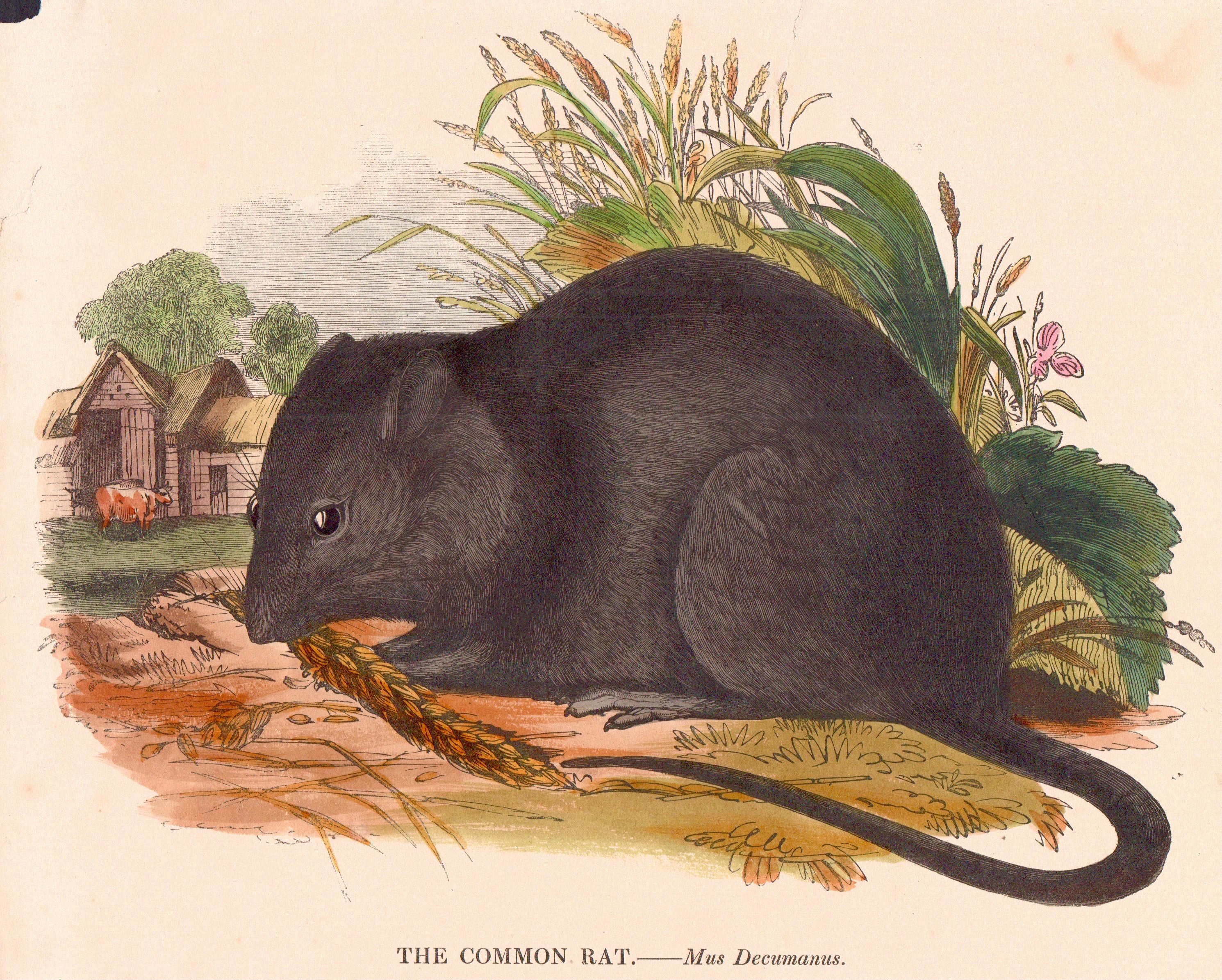 Common Rat - Mus Decumanus